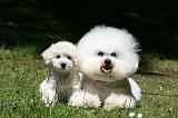 BICHON FRISE 605